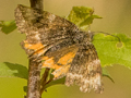 Light Orange Underwing